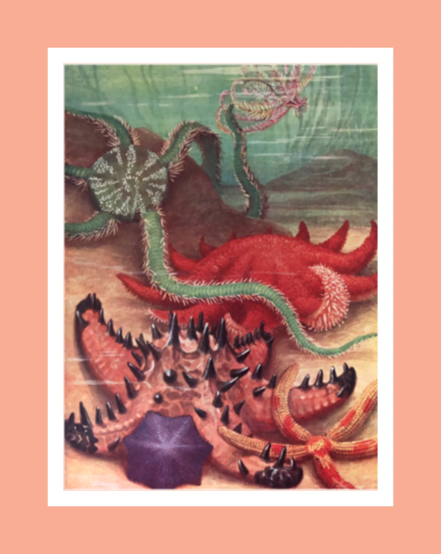 Starfish