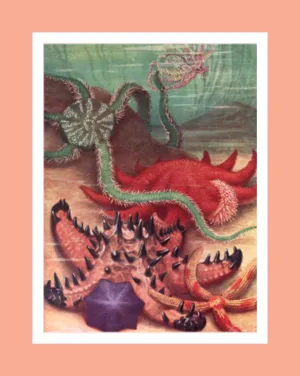 Starfish